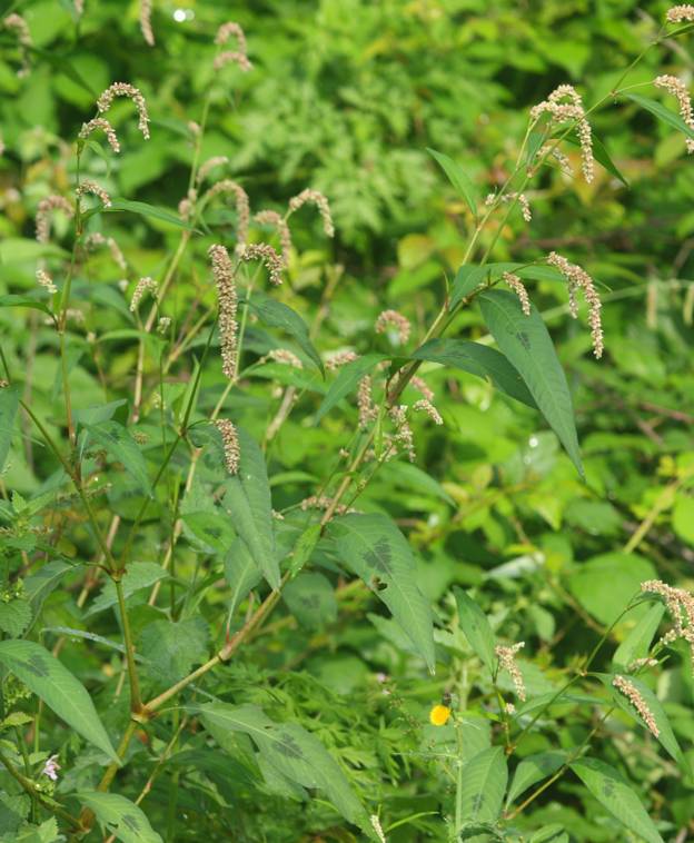 Persicaria lapathifolia / Poligono nodoso